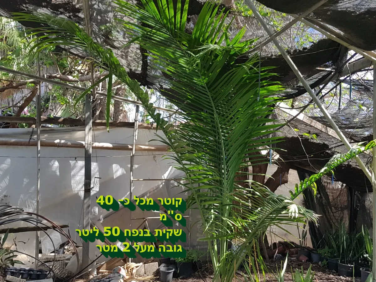 רביניאה ריבולריס