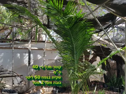 רביניאה ריבולריס 50 ליטר