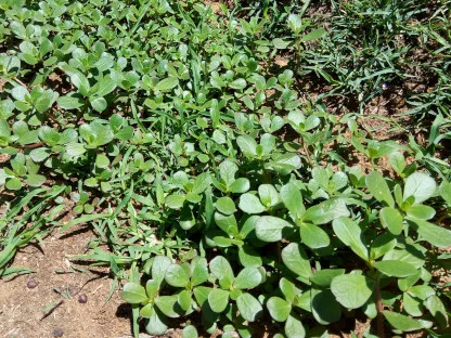 רגלת הגינה בגינה ציבורית