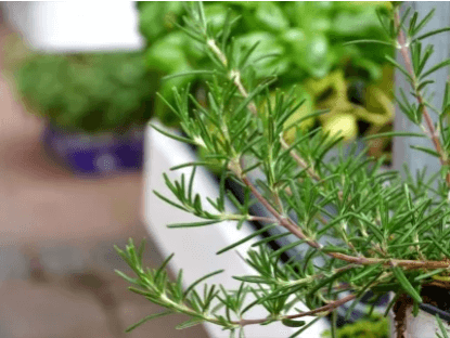 רוזמרין רפואי "זנב-שועל"