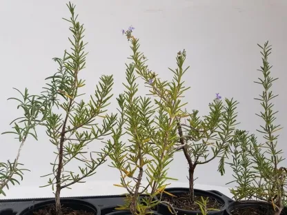 רוזמרין רפואי צימוח זקוף