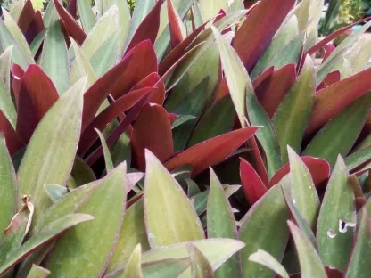 ריאו דו גוני