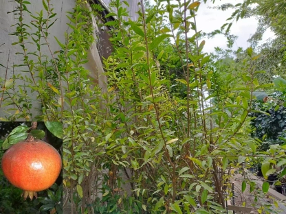 רימון מצוי `וונדרפול` 3