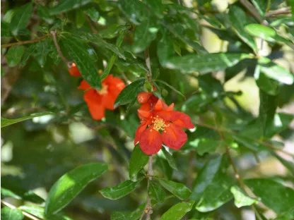 רימון מצוי 'ננסי'