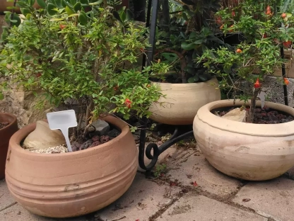 רימון ננסי בכד כתום