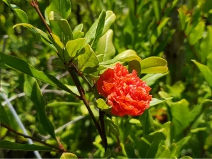 רימון מצוי 'מלא-פרחים'