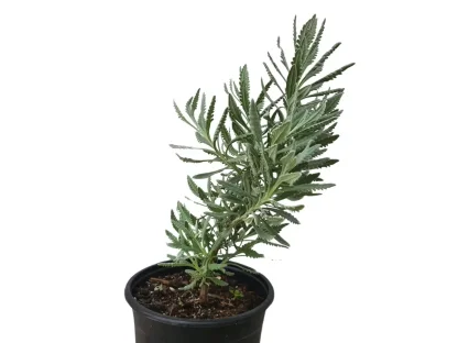 אזוביון רפואי  (לבנדר, לוונדר)