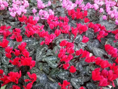 פריחת רקפות באדום ובורוד