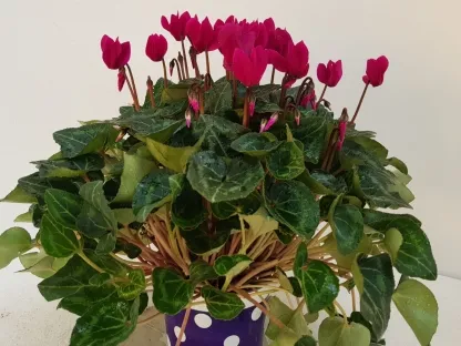 רקפת מילניום בצבע ורוד כהה