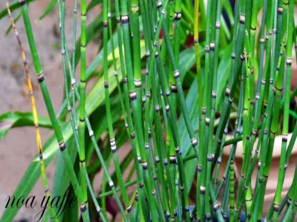 שבטבט הימלייה