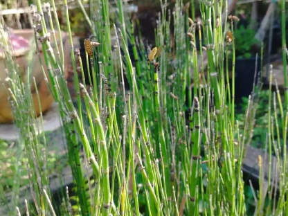 שבטבט הימלייה