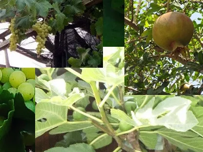 צילומים של פירות שבעת המינים