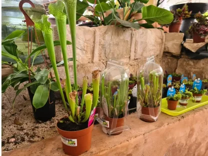 שופריות דקות וצרות בעציץ 12 ס"מ