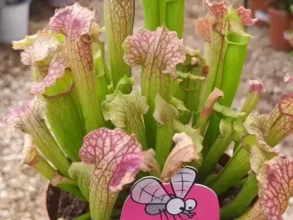 שופרית עדינה ע. 12 ס"מ