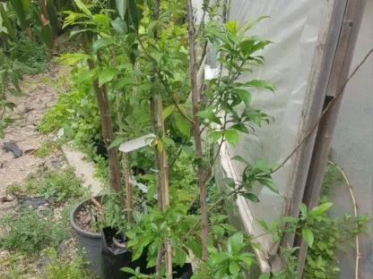 שזיף יפני סנטה רוזה