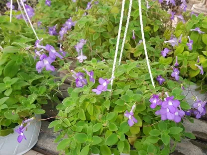 שזרית כלאיים