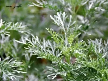 לענה שיחנית ("שיבה")