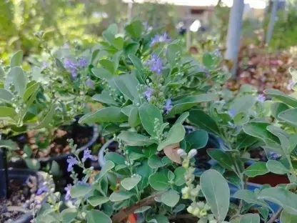 שיח אברהם זוחל