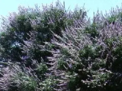 שיח אברהם מצוי