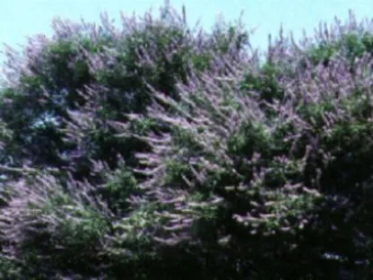 שיח אברהם  מצוי