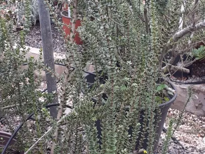 מיריקה לבובה