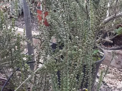 מיריקה לבובה