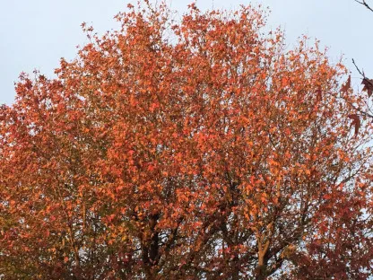 עץ במופע שלכת אדומה