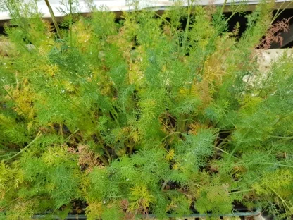 שמיר שבת ריחני