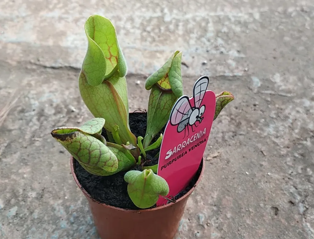 שופרית שמנמנה