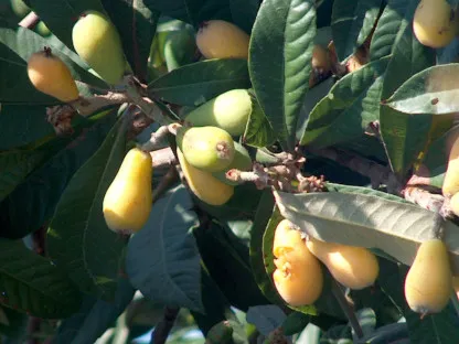 שסק יפני אברי