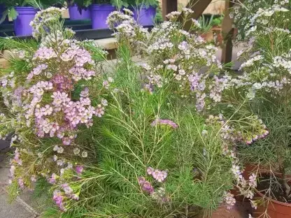 שעוית מאונקלת