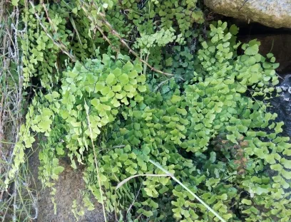 שערות שולמית מצויה