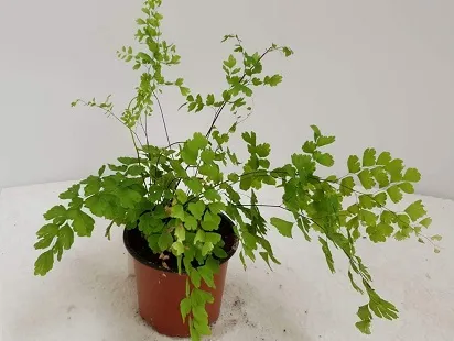 שערות-שולמית מצויות