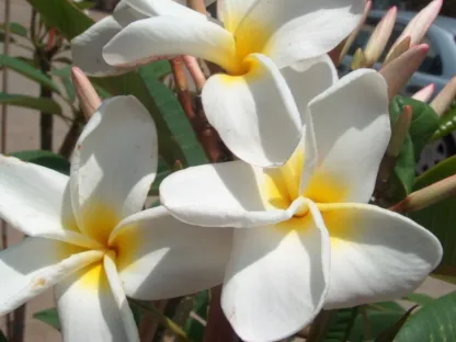 פריחה לבנה עם מרכז צהוב של שפייה