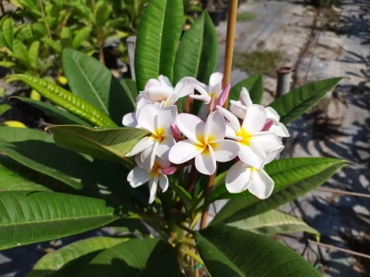 פלומריה ריחנית שפייה