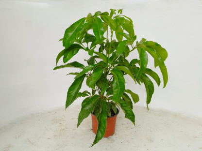 שפלרה מקרינה