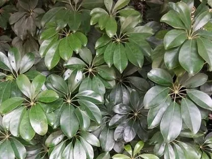 שפלרה שיחית