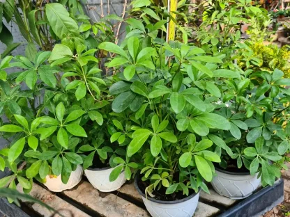 שפלרה שיחית ירוקה (Schefflera arboricola) בעלת עלים מבריקים ומעוגלים, שתולה בקערת שתילה בקוטר 20 ס"מ