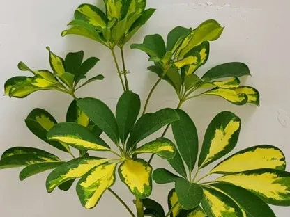 שפלרה שיחית מגוונת