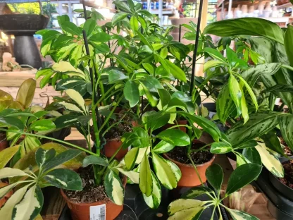 שפלרה שיחית 'מגוונת' בעציץ בקוטר 11-12 ס"מ מודלה על מקל