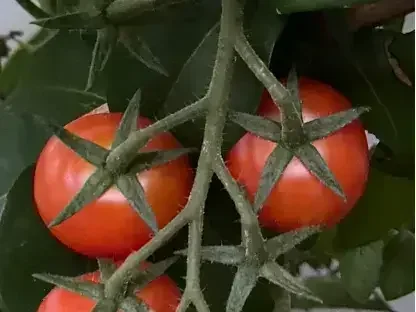 פרי בשל של עגבניות שרי עגולות