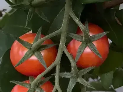 עגבניות שרי