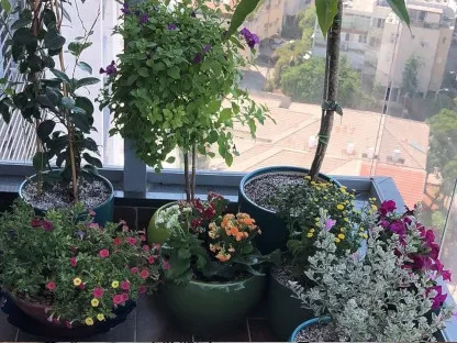 אצמחי מרפסת שתולים במכלים דקורטיביים