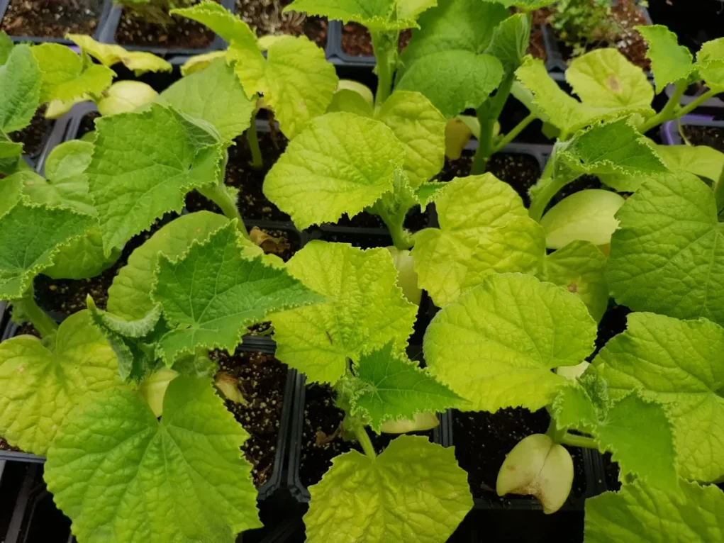 שתילי מלפפון