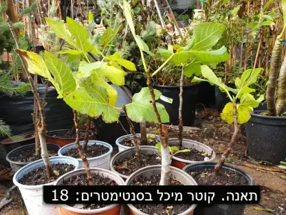 פיקוס התאנה  שתיל בעציץ בקוטר 18 ס"מ