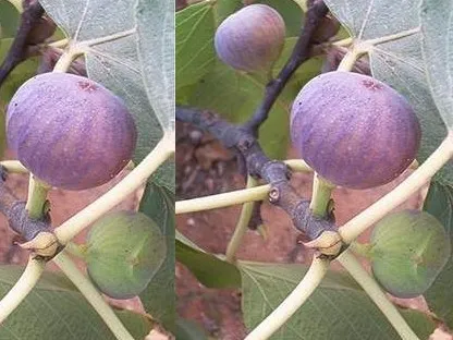 פיקוס התאנה 'פרי-שחור'