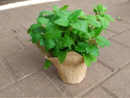 עציץ תבלין עטוף יוטה