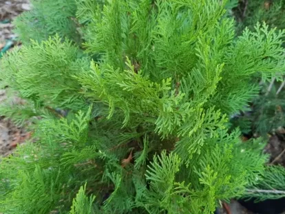 תויה מזרחית