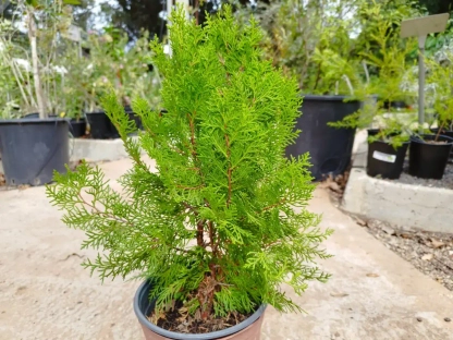 תויה מזרחית