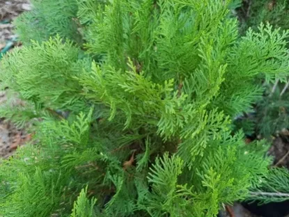 תויה מזרחית